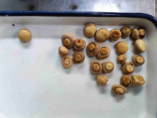 Geschnittenes Tin Canned Champignon Mushroom mit Wasser
